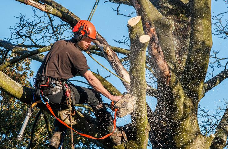 Abattre un arbre, branche, Rixensart